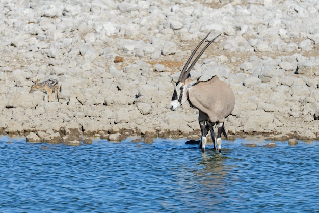 Wilde Oryxantilope in der afrikanischen Savanne