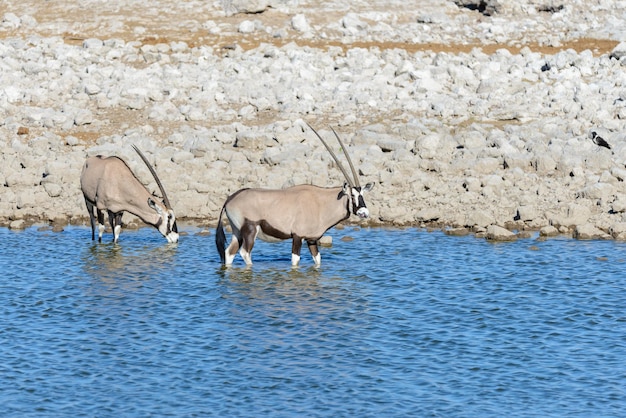 Foto wilde oryxantilope in der afrikanischen savanne