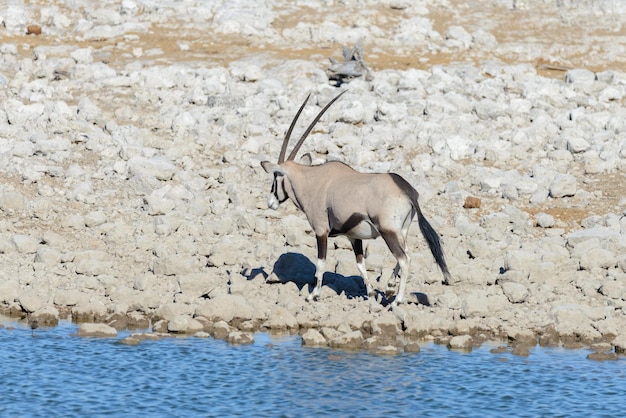 Foto wilde oryxantilope in der afrikanischen savanne