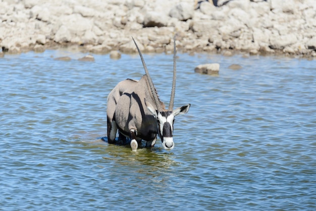 Wilde Oryxantilope in der afrikanischen Savanne