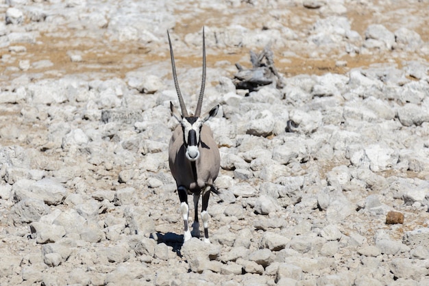 Wilde Oryxantilope in der afrikanischen Savanne