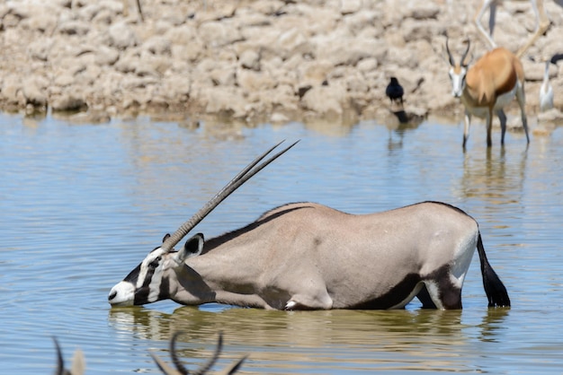 Wilde Oryxantilope in der afrikanischen Savanne