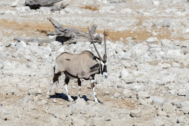 Wilde Oryxantilope in der afrikanischen Savanne