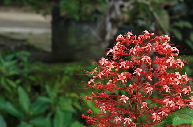 Wilde Pagodenblume oder wilde Clerodendrum Paniculatum Blumen