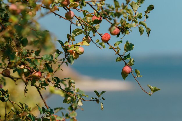 Wilde Äpfel Ein warmer sonniger Tag in der Natur Natürlicher Hintergrund