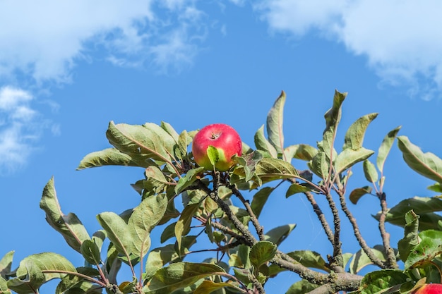 Wilde Äpfel Ranetki im Herbst in der Natur auf einem Baum gegen den Himmel