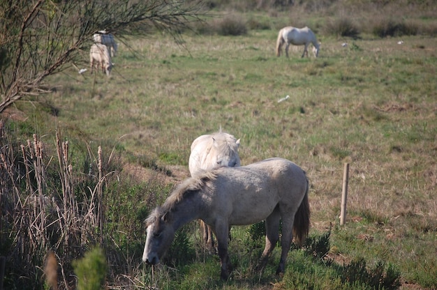 Wilde Pferde auf einem Feld