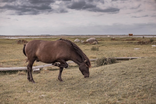 Wilde Pferde in der Landschaft Tiere in der Tierwelt
