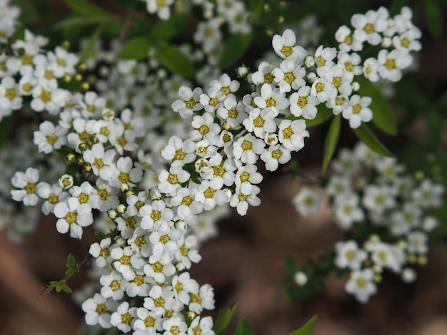 wilde Pflanzen. Blüten der Vogelkirsche (Prunus Padus) aus nächster Nähe. Oblast Leningrad, Russland