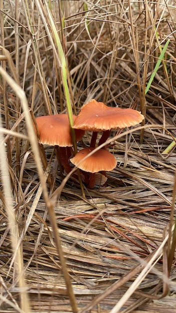 Wilde Pilze, die im Gras wachsen