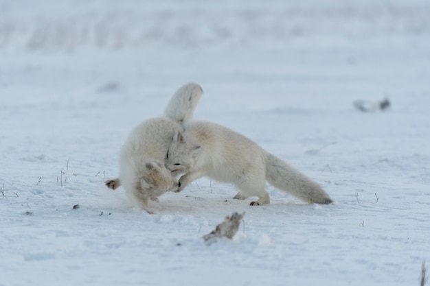 Wilde Polarfüchse kämpfen im Winter in der Tundra. Weißer Polarfuchs aggressiv.