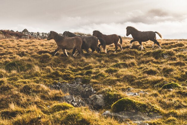 Wilde Ponys auf dem Land