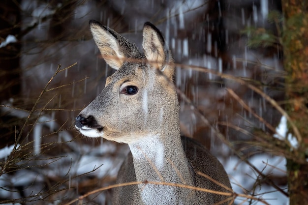 Wilde Rehe in der Winternatur Capreolus capreolus