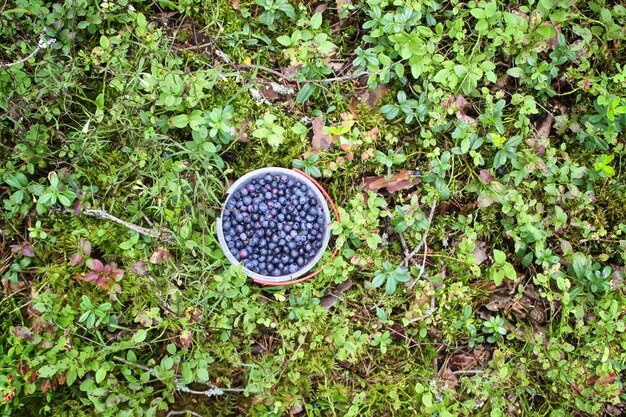 Wilde reife Blaubeere im Sommerwald.