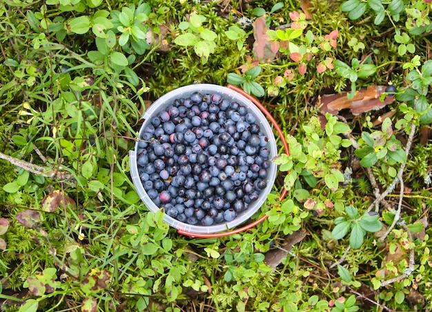 Wilde reife Blaubeere im Sommerwald.