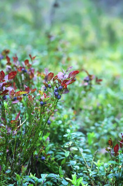 Wilde reife Blaubeere im Sommerwald.