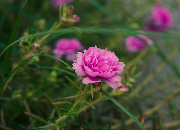 Wilde rosa Blume in der grünen Wiese