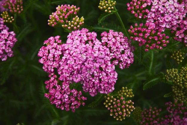 Wilde rosa Blumen im Garten