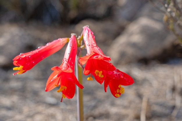 Wilde rote Ananucas-Blumen, die in der Wüstenwüste wachsen, blühen mit Tropfen auf ihren Blütenblättern Chile