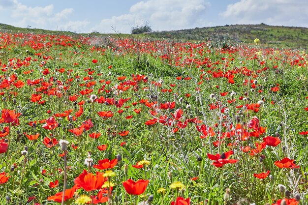 Wilde rote Anemonenblumen blühen im Frühjahr in der Nähe gegen den blauen Himmel Wüste des Negev im Süden Israels