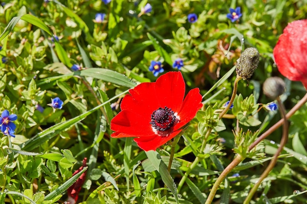 Wilde rote Anemonenblumen blühen im Frühjahr in der Nähe Wüste des Negev im Süden Israels