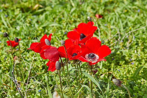 Wilde rote Anemonenblumen blühen im Frühjahr in der Nähe Wüste des Negev im Süden Israels