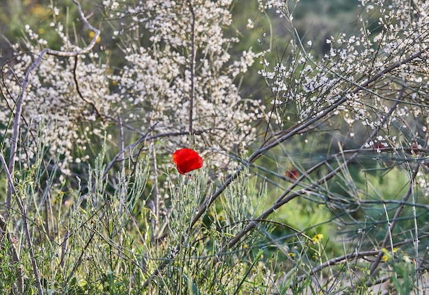 Wilde rote Anemonenblumen blühen im Frühjahr in der Nähe Wüste des Negev im Süden Israels