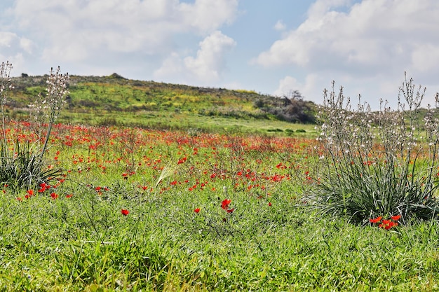 Wilde rote Anemonenblumen blühen zwischen dem grünen Gras auf der Wiese Wunderschöne blühende Frühlingslandschaft im Reservat des Nationalparks Südisrael