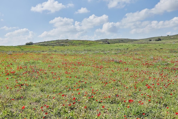 Wilde rote Anemonenblumen blühen zwischen dem grünen Gras auf der Wiese Wunderschöne blühende Frühlingslandschaft im Reservat des Nationalparks Südisrael