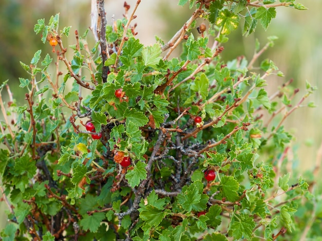 Wilde rote Beeren.