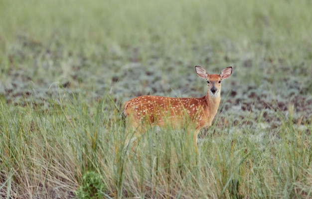 Wilde Rotwild draußen im Wald das furchtlose schöne und nette Gras essend