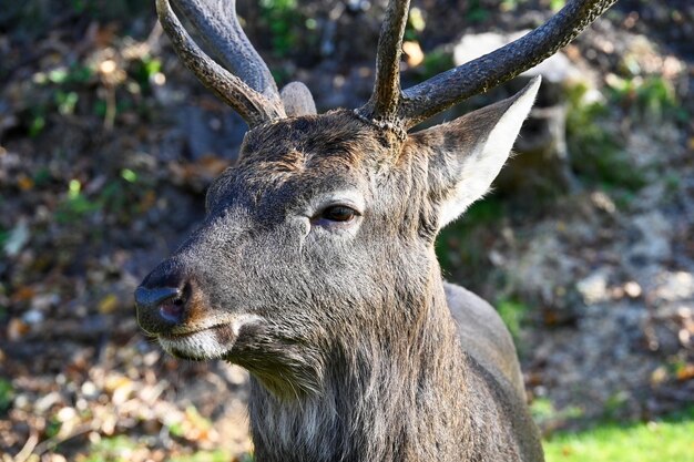 Wilde Rotwild im Wald