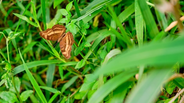 Wilde Schmetterlinge im Plantagengebiet