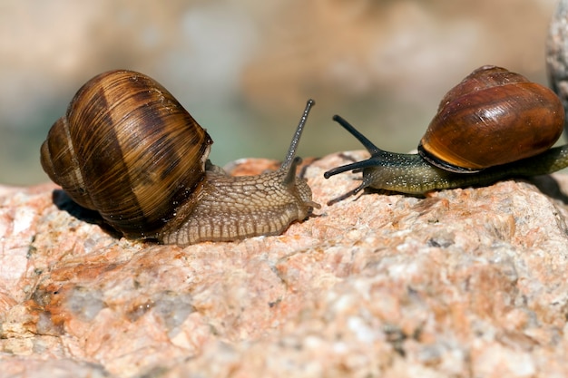 wilde Schnecke