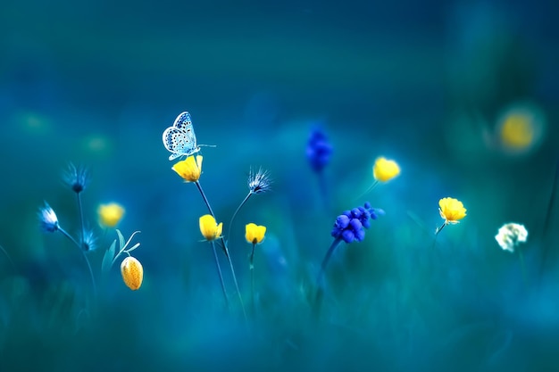 Wilde schöne gelbe Blumen und blauer Schmetterling Sommerfrühlingshintergrund