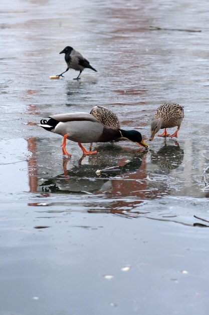 Wilde Stadtvögel auf einem eiskalten kleinen See