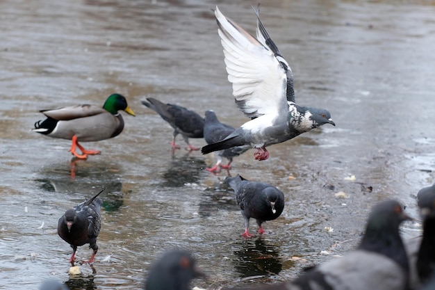 Wilde Stadtvögel auf einem eiskalten kleinen See