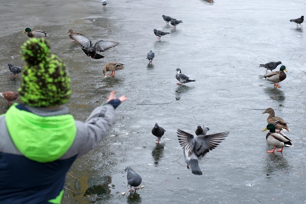 Wilde Stadtvögel auf einem eiskalten kleinen See