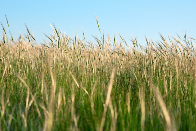 Wilde Steppe an einem Sommertag, Region Ukraine, Kherson