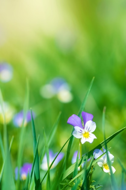 Wilde Stiefmütterchen in einem Garten