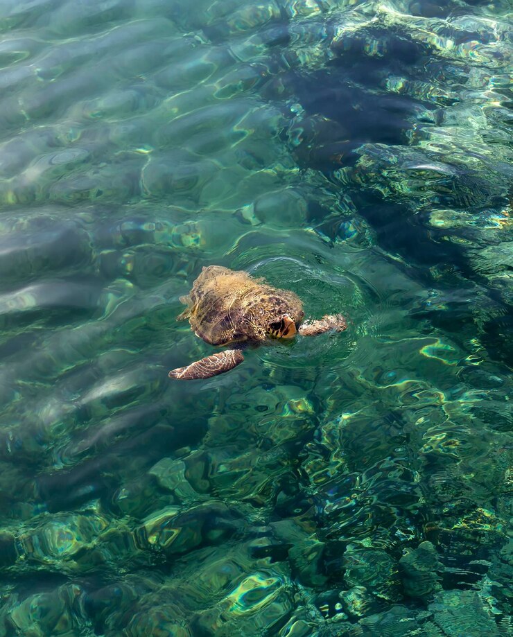 Wilde Tiere Die große Schildkröte Caretta Caretta schwimmt in der Nähe des Meeres