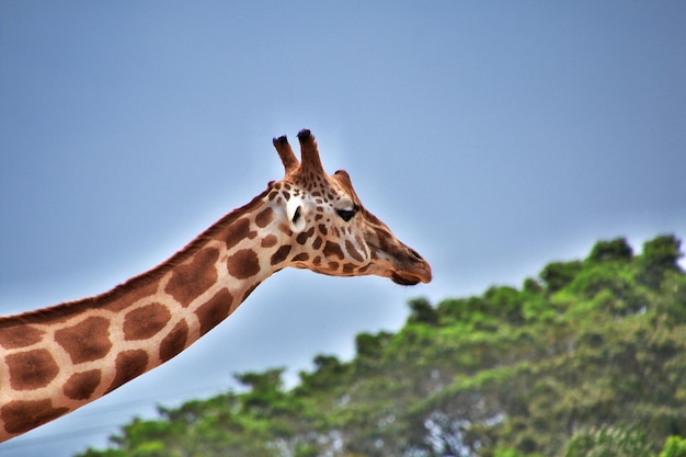 Wilde Tiere im Taronga Zoo in Sydney, Australien