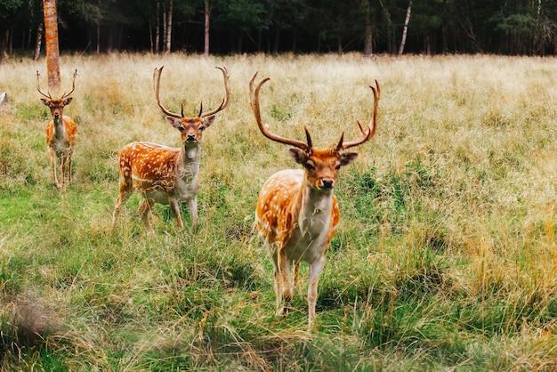 Wilde Tiere in ihrem natürlichen Lebensraum. eine Herde von drei europäischen Damhirschen