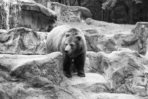 Wilde Tierwelt Wildes Tier in natürlicher Umgebung Wilde Bärenarten Großer Braunbär in freier Wildbahn