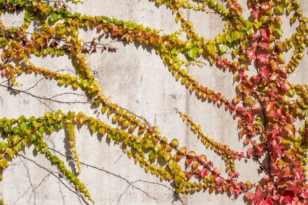 wilde trauben an der wand