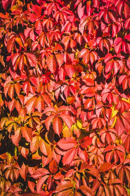 Wilde Trauben des Herbstes lassen Hintergrund