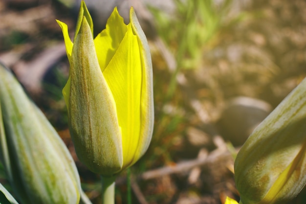Wilde Tulpe des gelben Frühlinges auf einem unscharfen Hintergrund.
