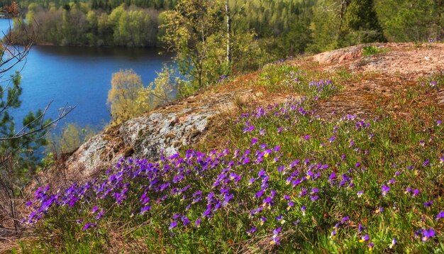 Wilde violette Blumen auf den Felsen über der Seefrühlingslandschaft der nördlichen Natur