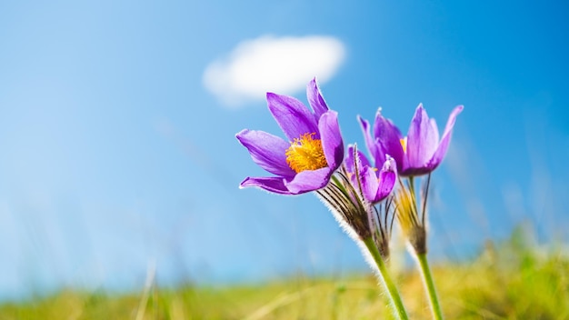 Wilde violette Krokusse gegen den blauen Himmel. Makrobild, geringe Schärfentiefe. Frühlingsnaturhintergrund