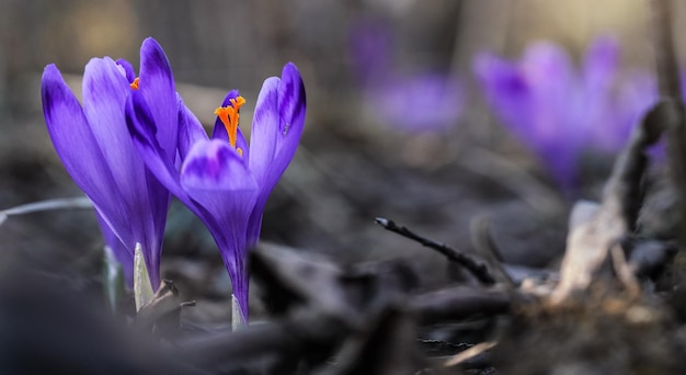 Wilde violette und gelbe Iris (Crocus heuffelianus discolor) Blume wächst im Schatten, trockenes Gras und Blätter herum